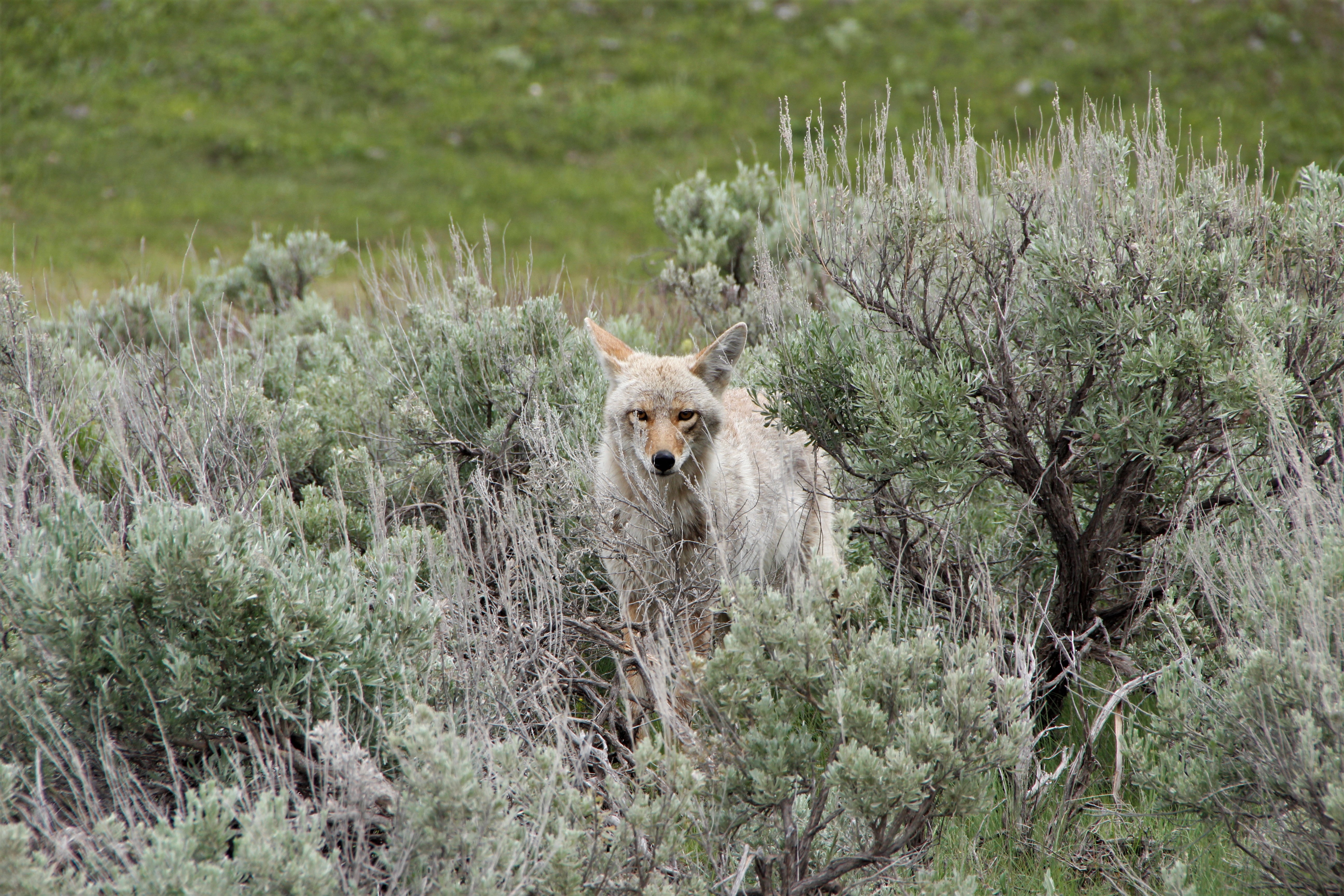 hanna-may-Y9AZOay6fPo-unsplash Coyote