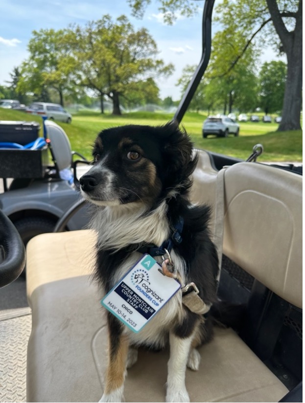 Chico, Upper Montclair Country Club Maintenance Dog